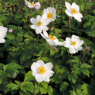 plantes-vivaces-anemone-elfin-swan-R-anemone-du-japon-en-vente-pepiniere-lepage-
