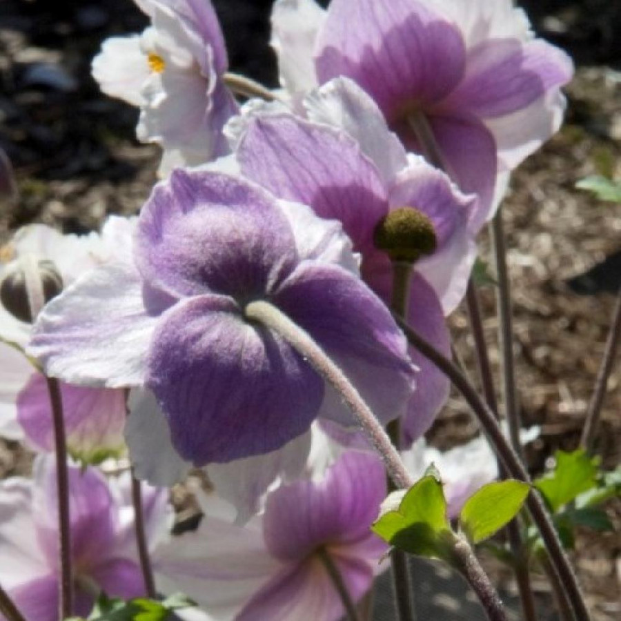 Plantes Vivaces ANEMONE 'Ruffled Swan' ® - Anémone du Japon en vente - Pépinière Lepage .