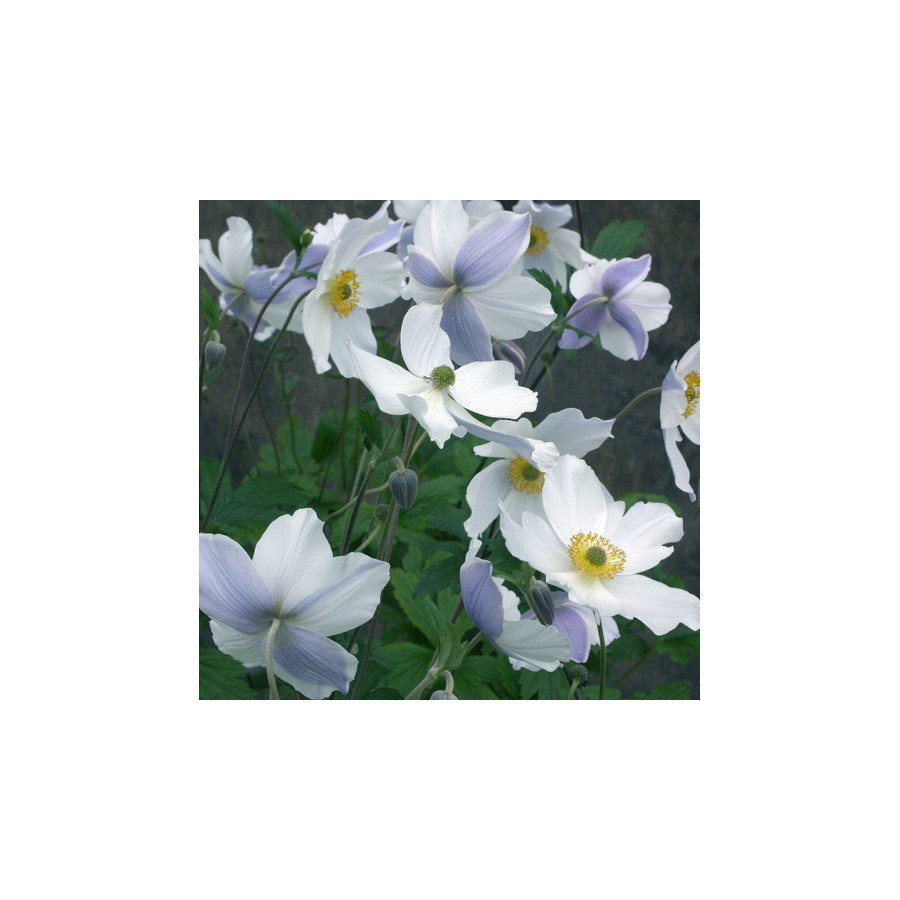 Plantes Vivaces ANEMONE 'Wild Swan' ® - Anémone du Japon en vente - Pépinière Lepage .