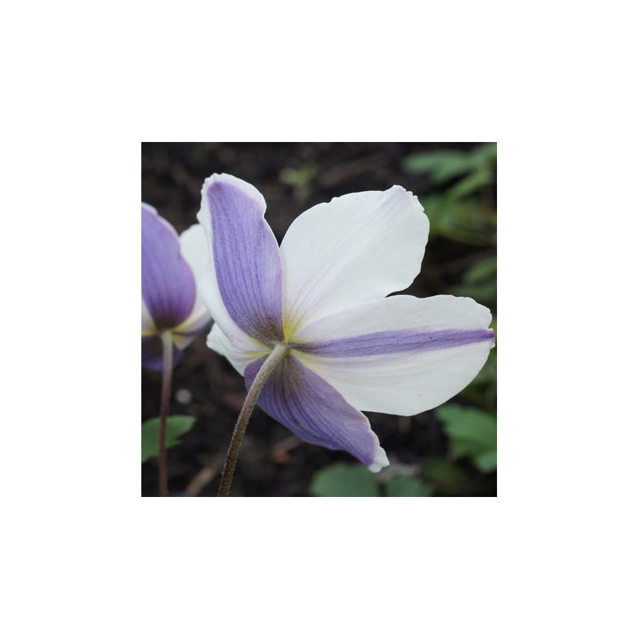 Plantes Vivaces ANEMONE 'Wild Swan' ® - Anémone du Japon en vente - Pépinière Lepage .