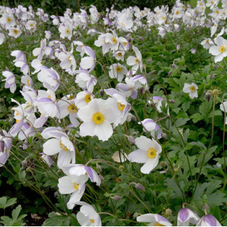 Plantes Vivaces ANEMONE 'Wild Swan' ® - Anémone du Japon en vente - Pépinière Lepage .