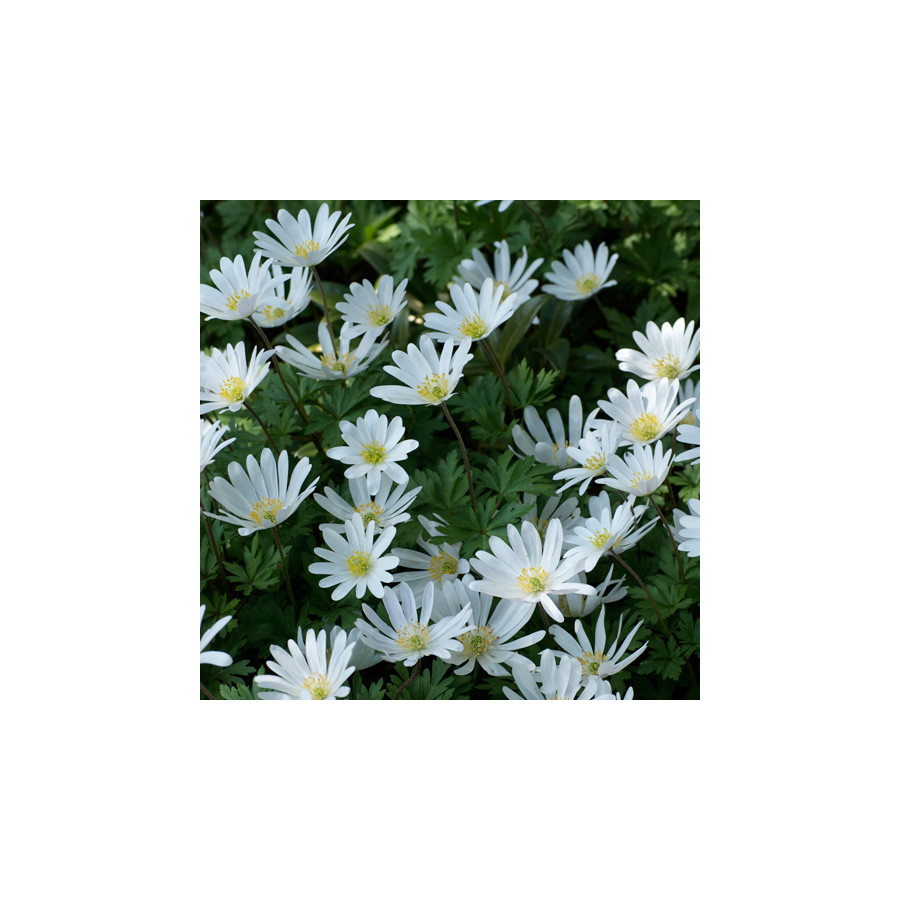 plantes-vivaces-anemone-blanda-white-splendour-anemone-en-vente-pepiniere-lepage-