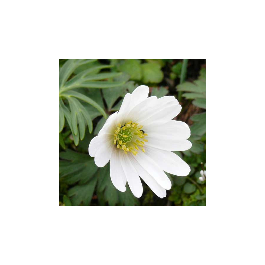 plantes-vivaces-anemone-blanda-white-splendour-anemone-en-vente-pepiniere-lepage-