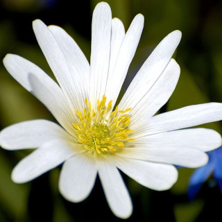 plantes-vivaces-anemone-blanda-white-splendour-anemone-en-vente-pepiniere-lepage-
