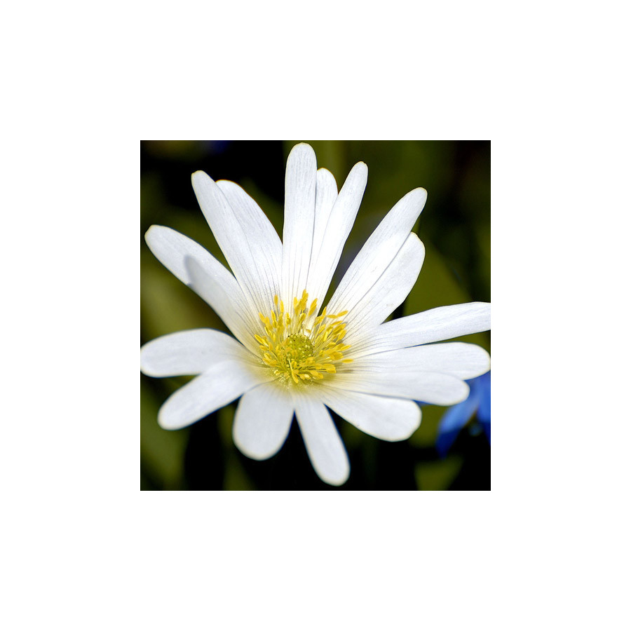 plantes-vivaces-anemone-blanda-white-splendour-anemone-en-vente-pepiniere-lepage-