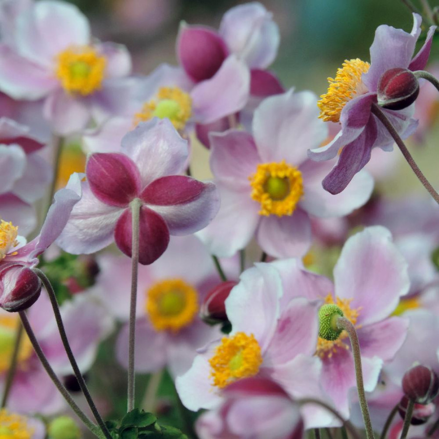Plantes Vivaces ANEMONE hupehensis 'Bowles's Pink' - Anémone du Japon en vente - Pépinière Lepage .