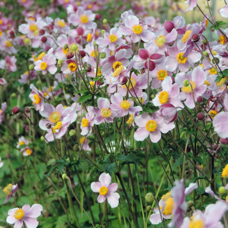 Plantes Vivaces ANEMONE hupehensis 'Bowles's Pink' - Anémone du Japon en vente - Pépinière Lepage .