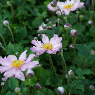 Plantes Vivaces ANEMONE hupehensis 'Pocahontas' ® - Anémone du Japon en vente - Pépinière Lepage .