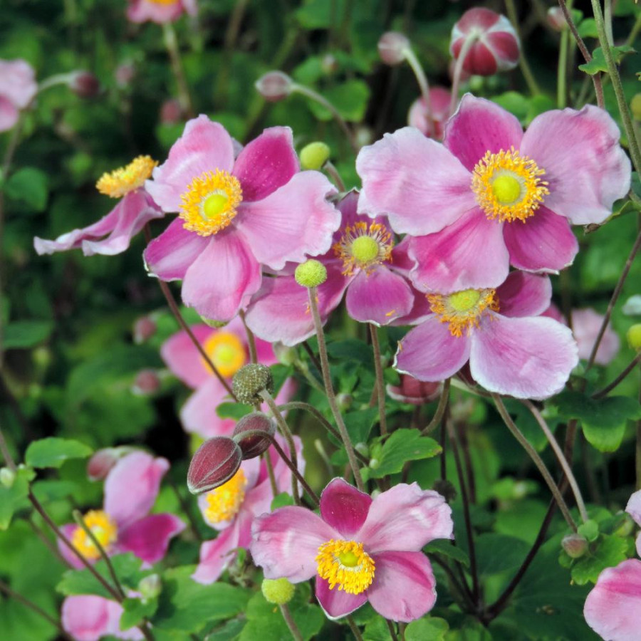 Plantes Vivaces ANEMONE hupehensis 'Praecox' - Anémone du Japon en vente - Pépinière Lepage .