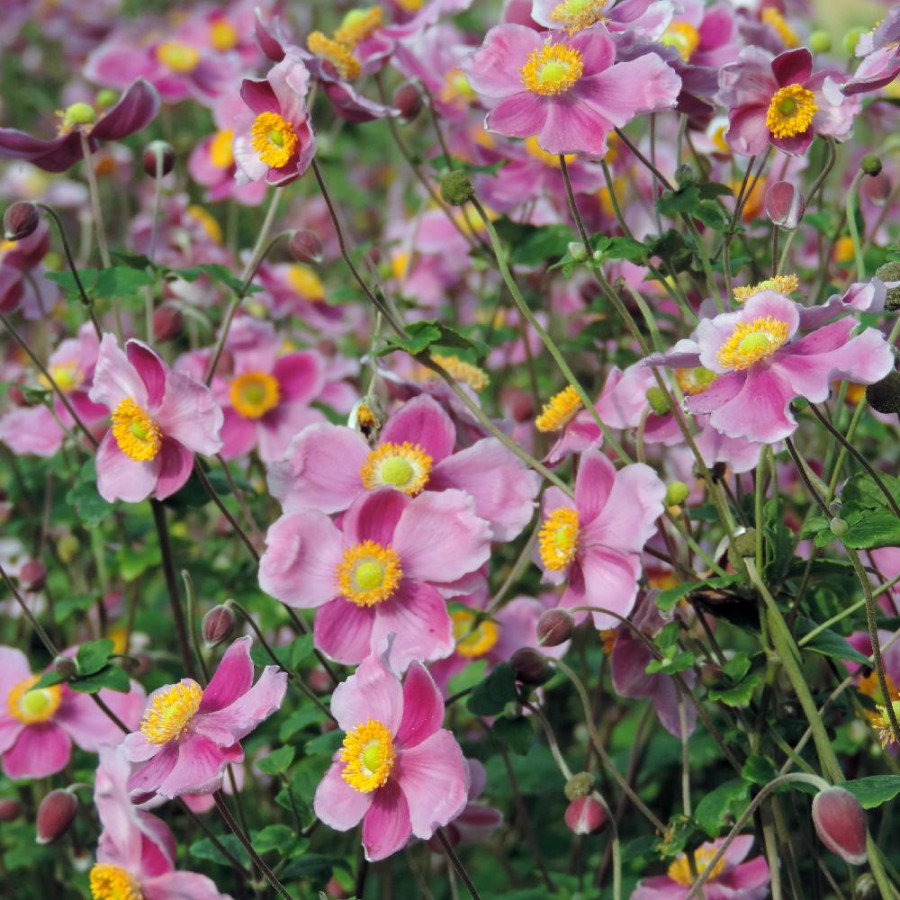 Plantes Vivaces ANEMONE hupehensis 'Praecox' - Anémone du Japon en vente - Pépinière Lepage .
