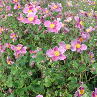 Plantes Vivaces ANEMONE hupehensis 'Praecox' - Anémone du Japon en vente - Pépinière Lepage .