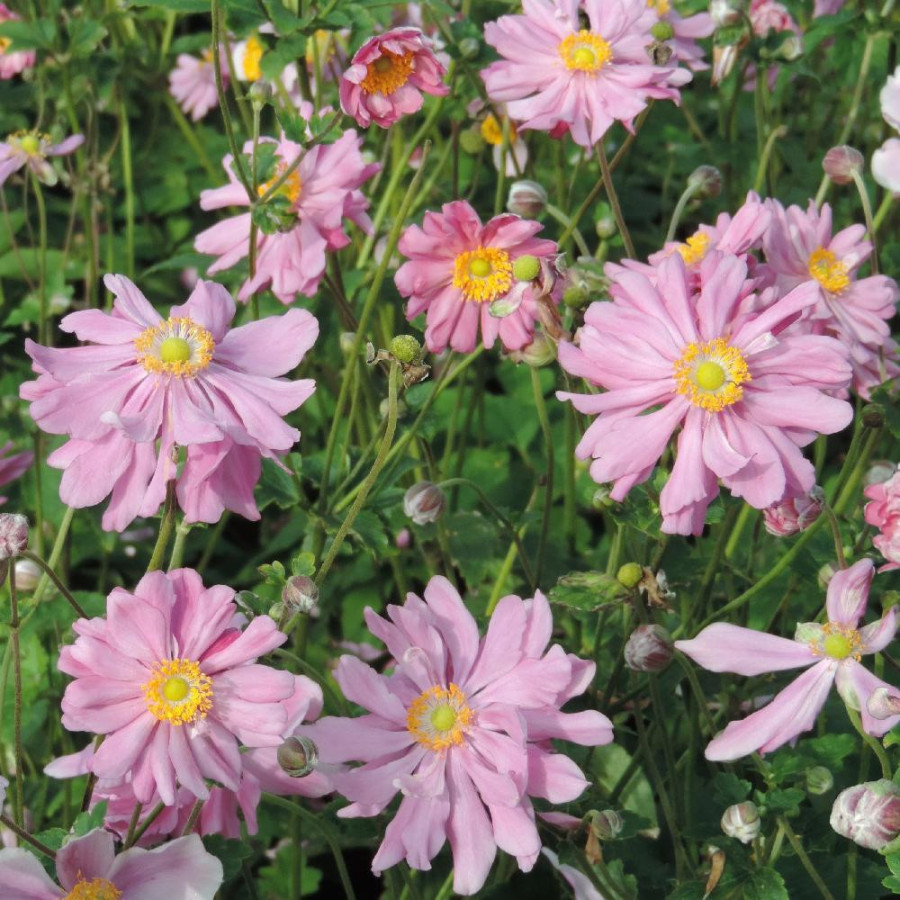 Plantes Vivaces ANEMONE hupehensis 'Prinz Heinrich' - Anémone du Japon en vente - Pépinière Lepage .