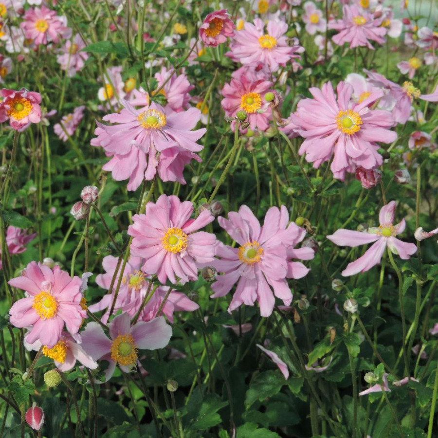 Plantes Vivaces ANEMONE hupehensis 'Prinz Heinrich' - Anémone du Japon en vente - Pépinière Lepage .