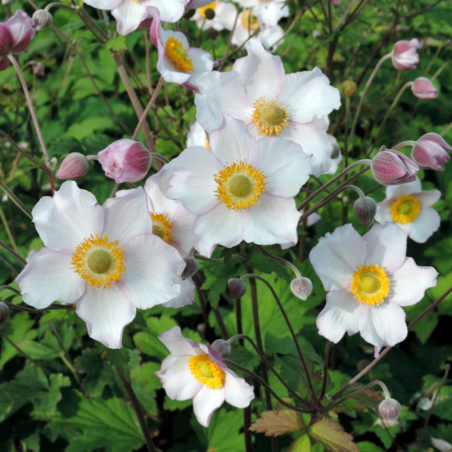 Plantes Vivaces ANEMONE hupehensis 'September Charm' - Anémone du Japon en vente - Pépinière Lepage .
