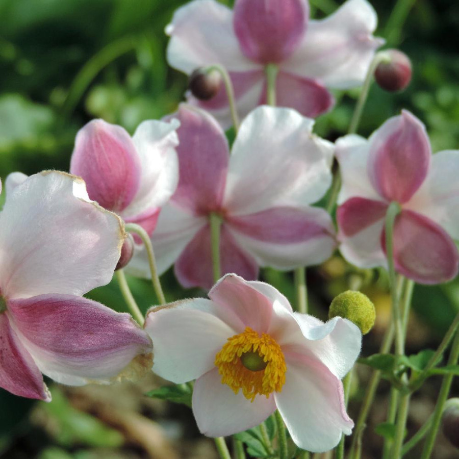 Plantes Vivaces ANEMONE hupehensis 'September Charm' - Anémone du Japon en vente - Pépinière Lepage .