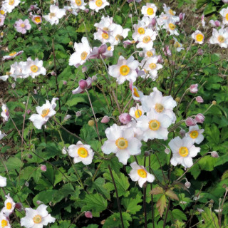 Plantes Vivaces ANEMONE hupehensis 'September Charm' - Anémone du Japon en vente - Pépinière Lepage .