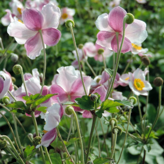 Plantes Vivaces ANEMONE hupehensis 'September Charm' - Anémone du Japon en vente - Pépinière Lepage .