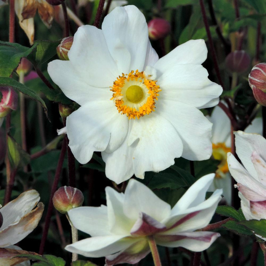 ANEMONE hupehensis 'Snow Angel'