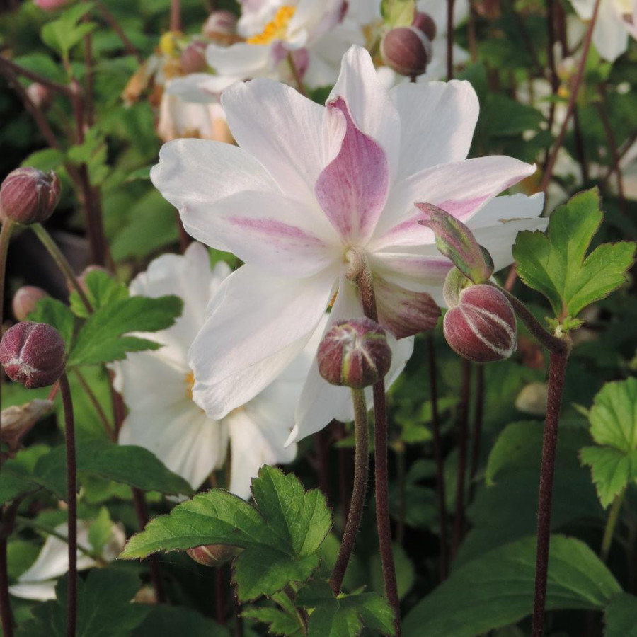 ANEMONE hupehensis 'Snow Angel'