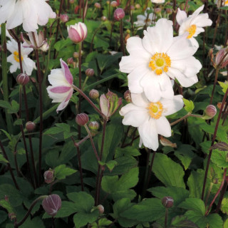 ANEMONE hupehensis 'Snow Angel'