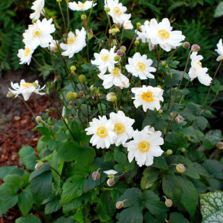 ANEMONE hupehensis 'Snow Angel'