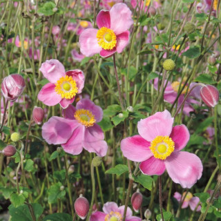 plantes-vivaces-anemone-hupehensis-splendens-anemone-du-japon-en-vente-pepiniere-lepage-