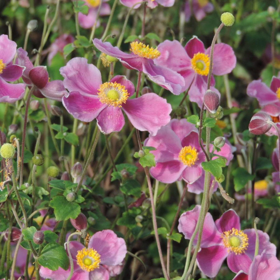 Plantes Vivaces ANEMONE hupehensis 'Splendens' - Anémone du Japon en vente - Pépinière Lepage .