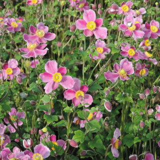 Plantes Vivaces ANEMONE hupehensis 'Splendens' - Anémone du Japon en vente - Pépinière Lepage .