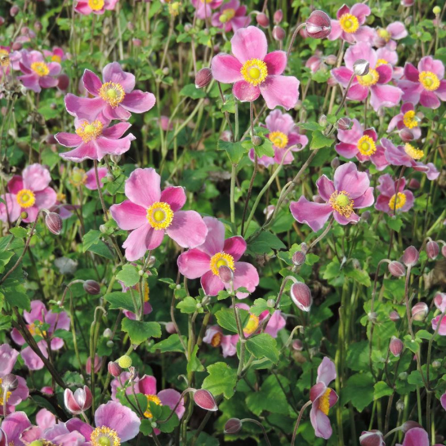 Plantes Vivaces ANEMONE hupehensis 'Splendens' - Anémone du Japon en vente - Pépinière Lepage .
