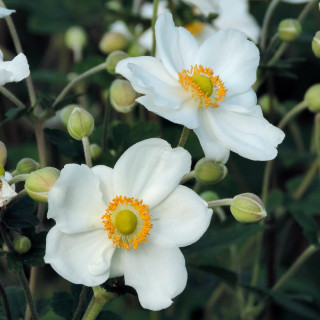 plantes-vivaces-anemone-hybrida-honorine-jobert-anemone-du-japon-en-vente-pepiniere-lepage-