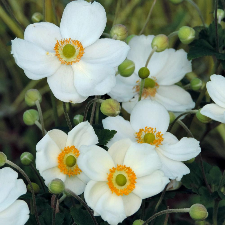 Plantes Vivaces ANEMONE hybrida 'Honorine Jobert' - Anémone du Japon en vente - Pépinière Lepage .