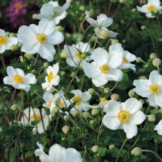 Plantes Vivaces ANEMONE hybrida 'Honorine Jobert' - Anémone du Japon en vente - Pépinière Lepage .