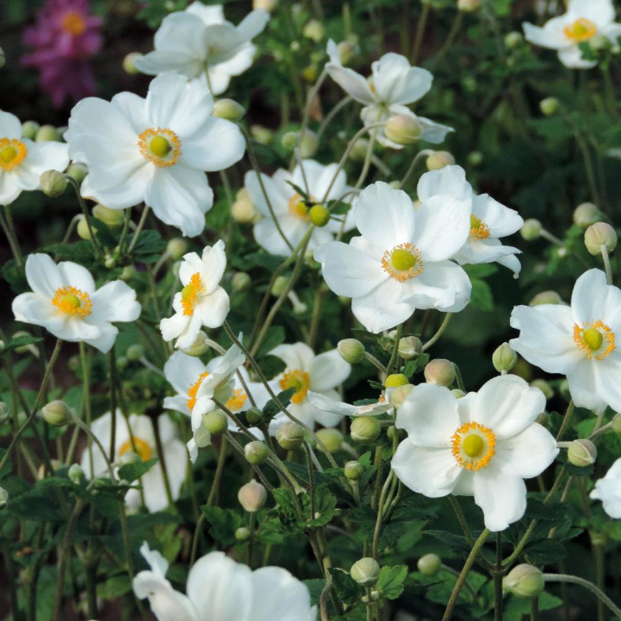 Plantes Vivaces ANEMONE hybrida 'Honorine Jobert' - Anémone du Japon en vente - Pépinière Lepage .