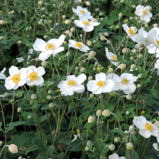 Plantes Vivaces ANEMONE hybrida 'Honorine Jobert' - Anémone du Japon en vente - Pépinière Lepage .