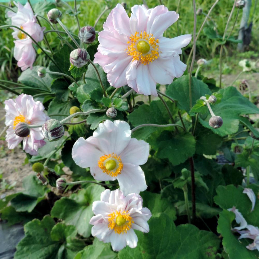 Plantes Vivaces ANEMONE hybrida 'Königin Charlotte' - Anémone du Japon en vente - Pépinière Lepage .