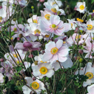 plantes-vivaces-anemone-hybrida-loreley-anemone-du-japon-en-vente-pepiniere-lepage-