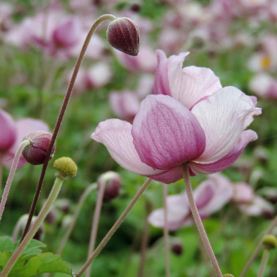 Plantes Vivaces ANEMONE hybrida 'Loreley' - Anémone du Japon en vente - Pépinière Lepage .