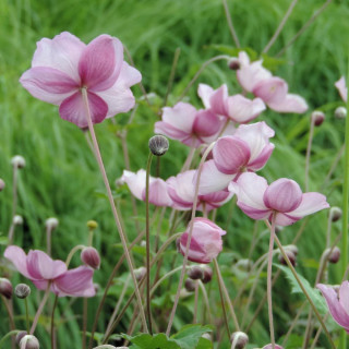 Plantes Vivaces ANEMONE hybrida 'Loreley' - Anémone du Japon en vente - Pépinière Lepage .