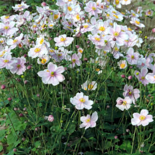 Plantes Vivaces ANEMONE hybrida 'Loreley' - Anémone du Japon en vente - Pépinière Lepage .