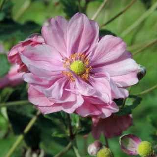 plantes-vivaces-anemone-hybrida-margarete-en-vente-pepiniere-lepage-