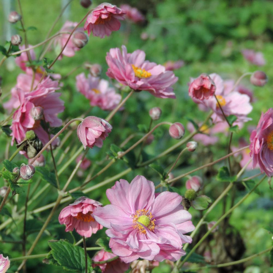 Plantes Vivaces ANEMONE hybrida 'Margarete' en vente - Pépinière Lepage .
