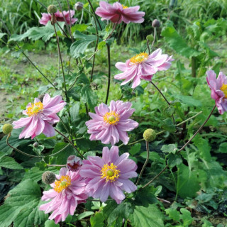 Plantes Vivaces ANEMONE hybrida 'Margarete' en vente - Pépinière Lepage .