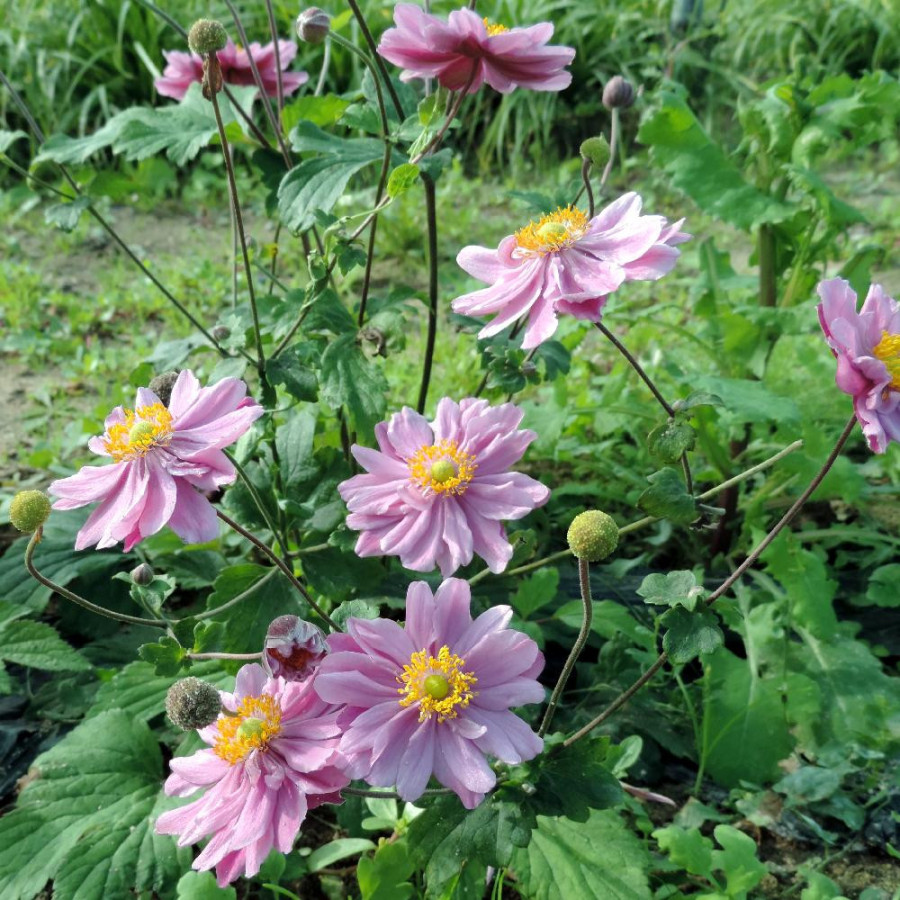 Plantes Vivaces ANEMONE hybrida 'Margarete' en vente - Pépinière Lepage .