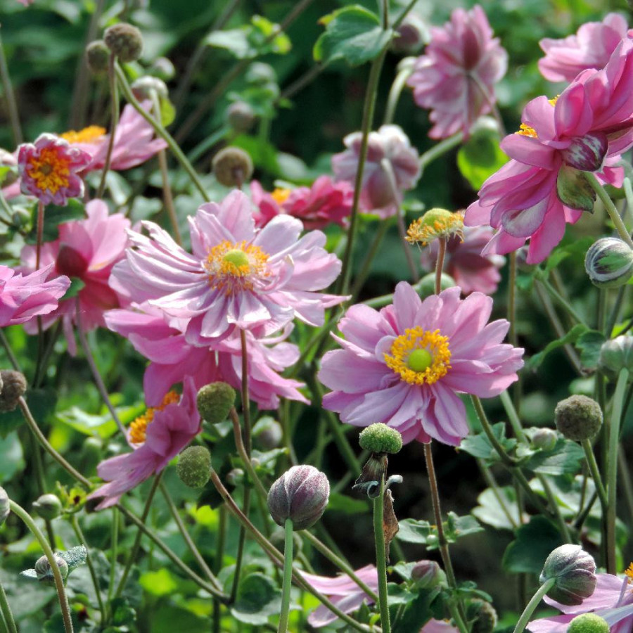 Plantes Vivaces ANEMONE hybrida 'Pamina' - Anémone du Japon en vente - Pépinière Lepage .
