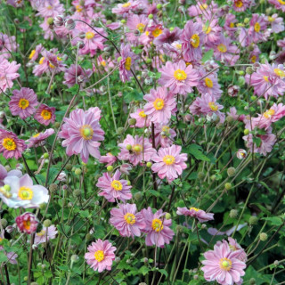 Plantes Vivaces ANEMONE hybrida 'Pamina' - Anémone du Japon en vente - Pépinière Lepage .