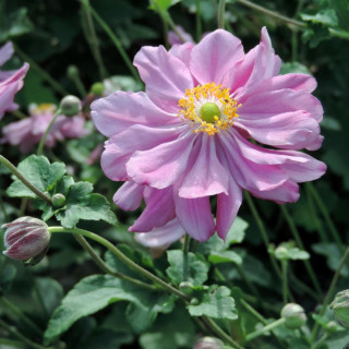 plantes-vivaces-anemone-hybrida-rubra-plena-anemone-du-japon-en-vente-pepiniere-lepage-