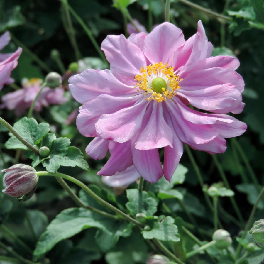 Plantes Vivaces ANEMONE hybrida 'Rubra Plena' - Anémone du Japon en vente - Pépinière Lepage .