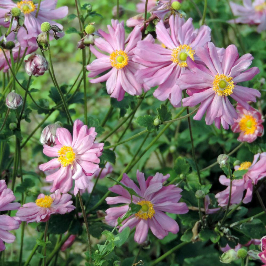 Plantes Vivaces ANEMONE hybrida 'Rubra Plena' - Anémone du Japon en vente - Pépinière Lepage .