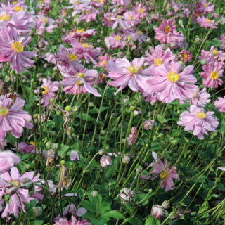 Plantes Vivaces ANEMONE hybrida 'Rubra Plena' - Anémone du Japon en vente - Pépinière Lepage .