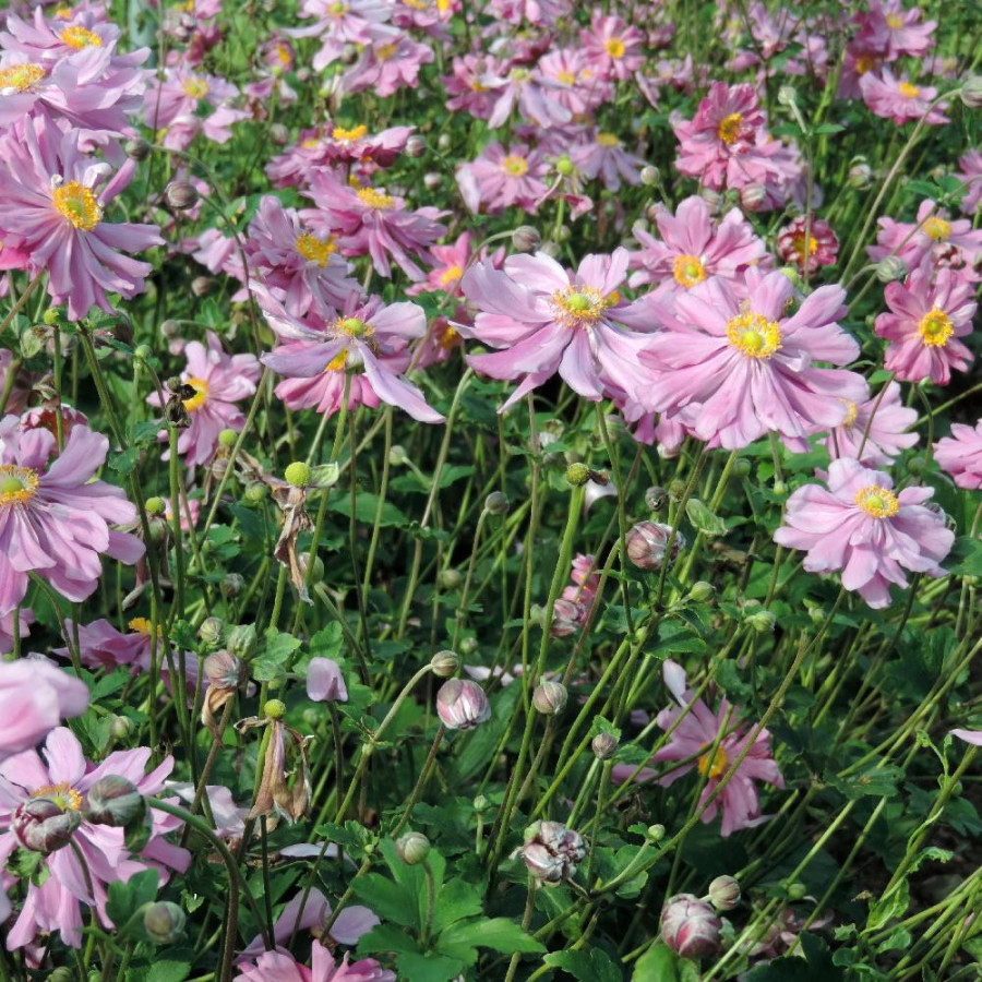 Plantes Vivaces ANEMONE hybrida 'Rubra Plena' - Anémone du Japon en vente - Pépinière Lepage .